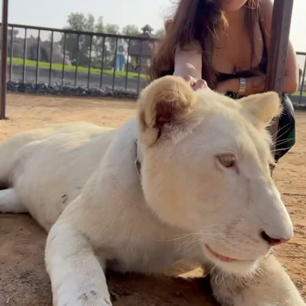 Riya Sen Shows Unfathomable Love for Lioneses in Dubai Unwavering affection for majestic lionesses captured in Dubai.