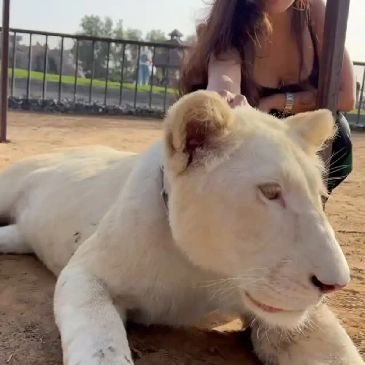 Unwavering affection for majestic lionesses captured in Dubai.
