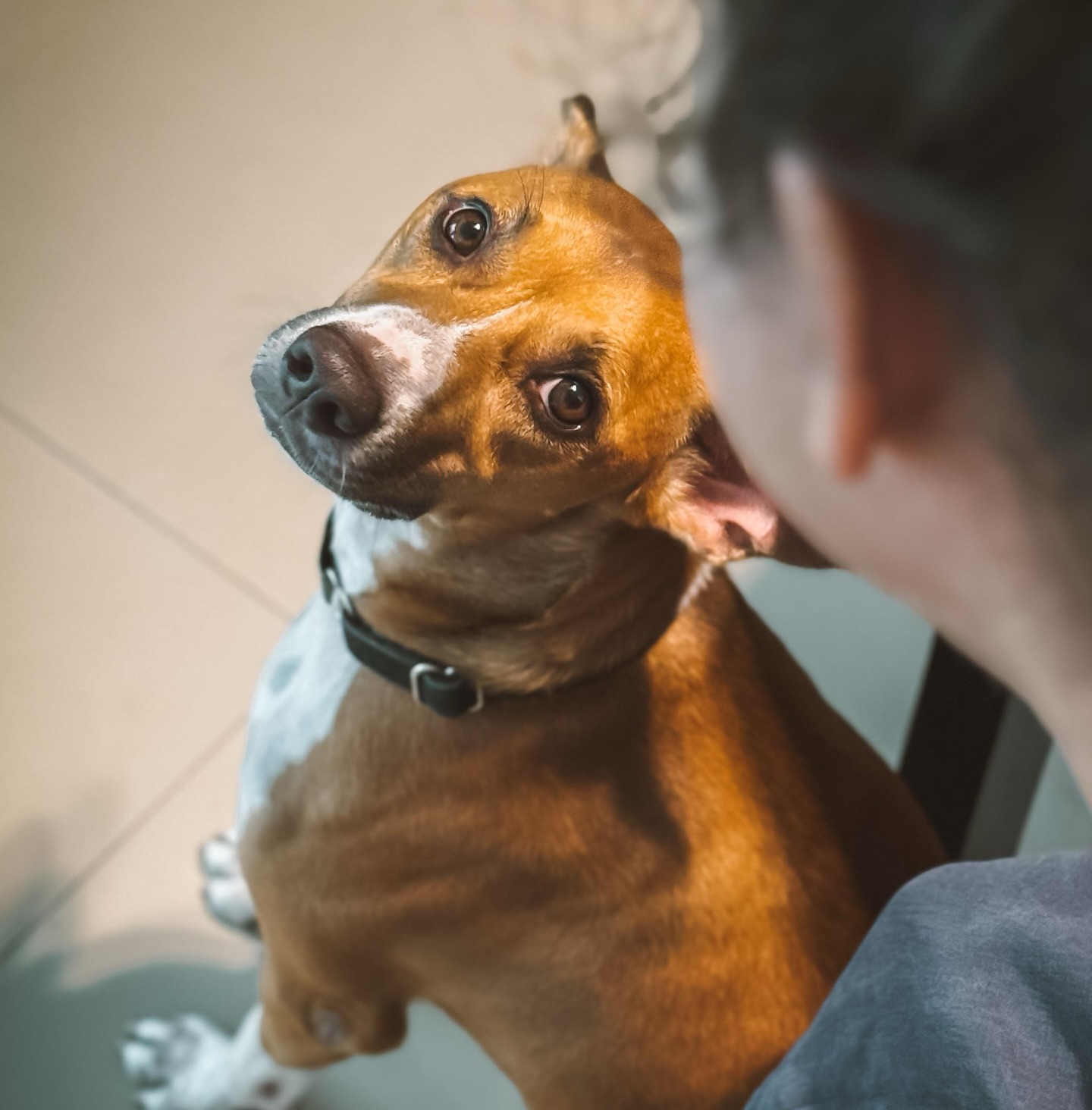 Shruti Seth’s Pup Post Is All About Unfiltered Love Shruti Seth Shares Adorable Photo With Her Dog, Showcases Their Special Bond
