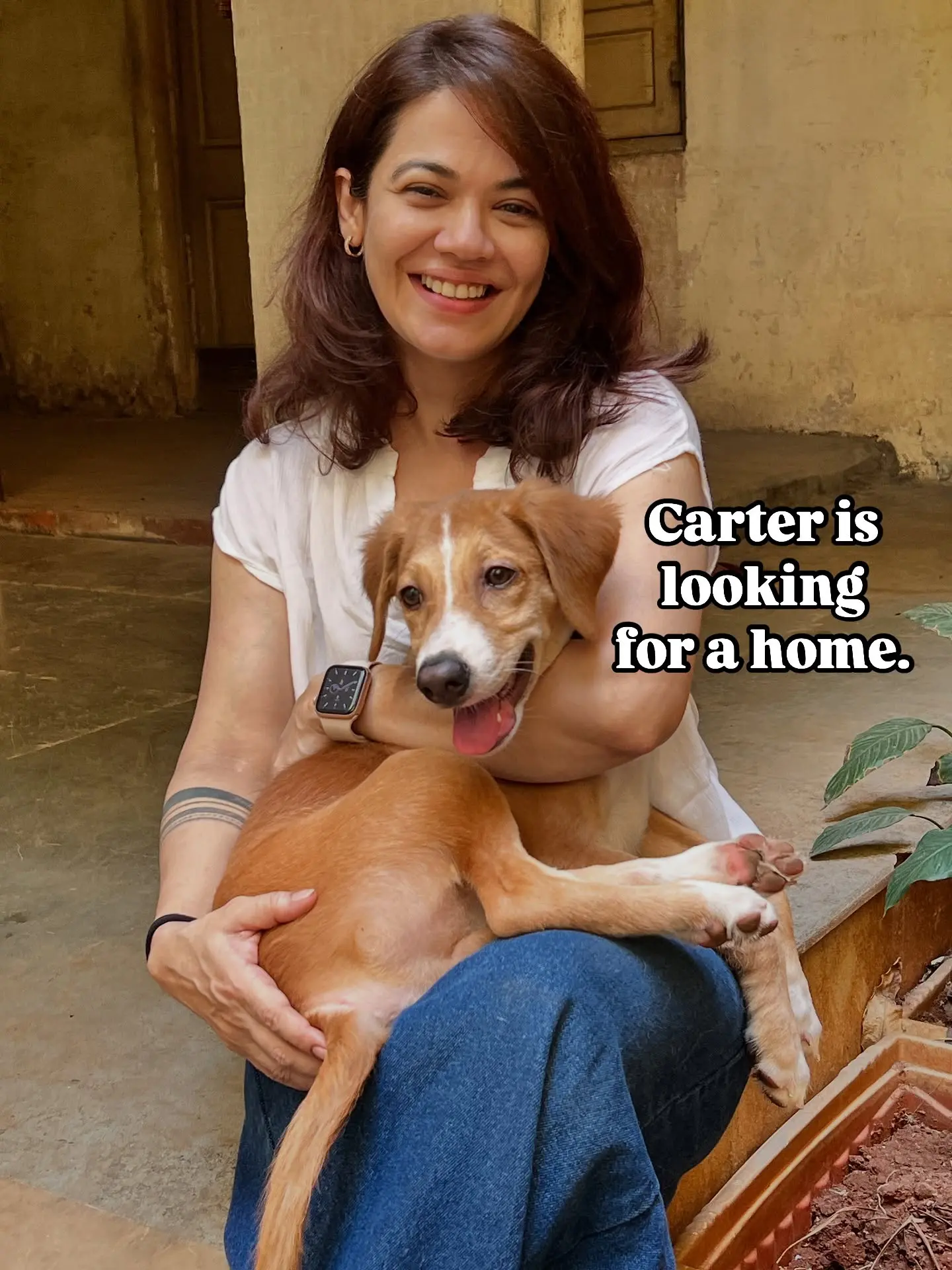 Adoptable Puppy Carter Seeks Loving Mumbai Home A 4-Month-Old carter awaits a forever family in Mumbai.