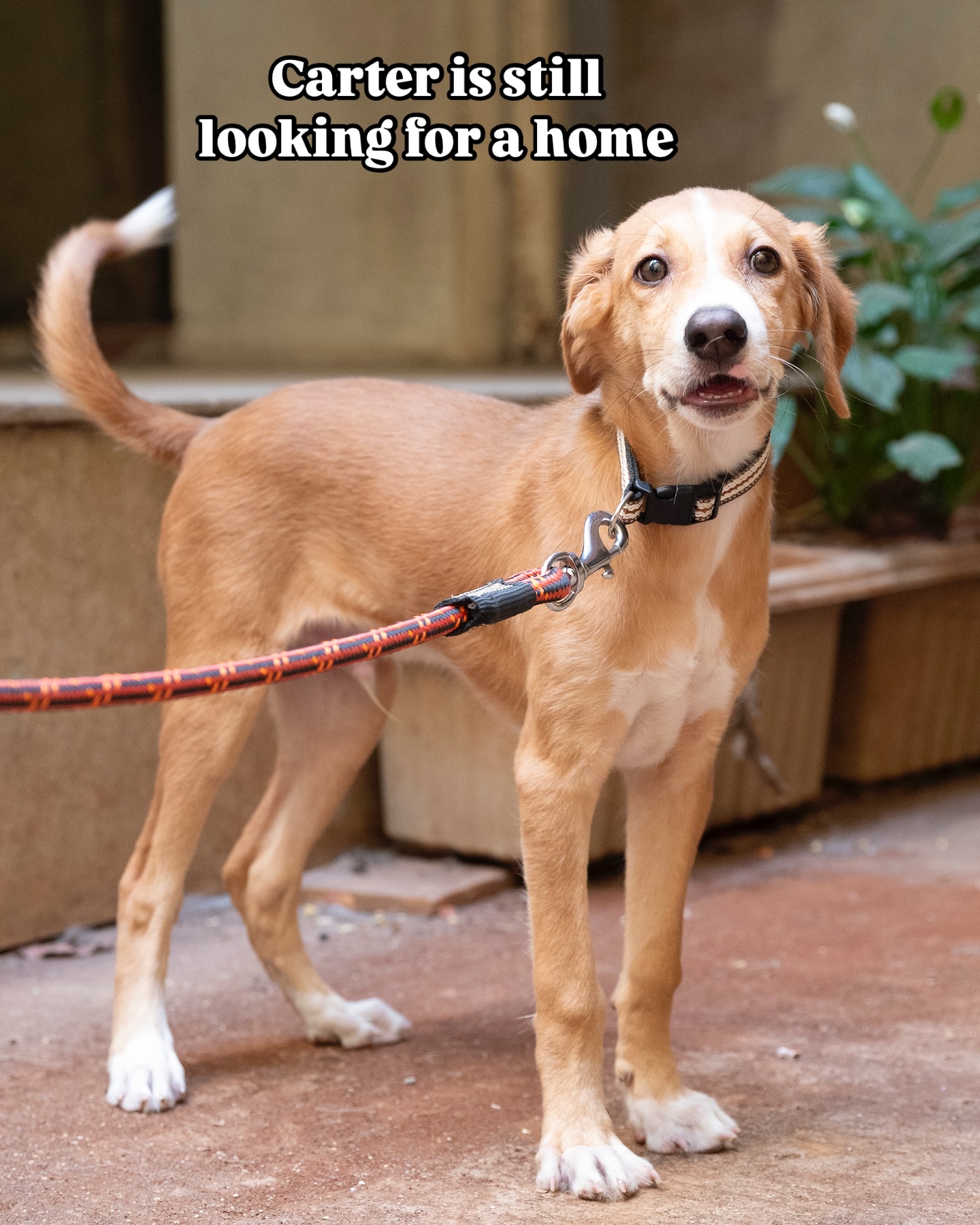Adoption Appeal: Carter Puppy Needs A Forever Home Mumbai pup Carter seeks a loving home—vaccinated, dewormed, and wagging his way into hearts