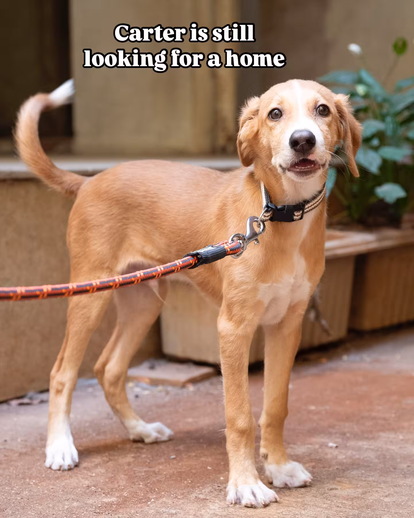 Adoption Appeal: Carter Puppy Needs A Forever Home Mumbai pup Carter seeks a loving home—vaccinated, dewormed, and wagging his way into hearts