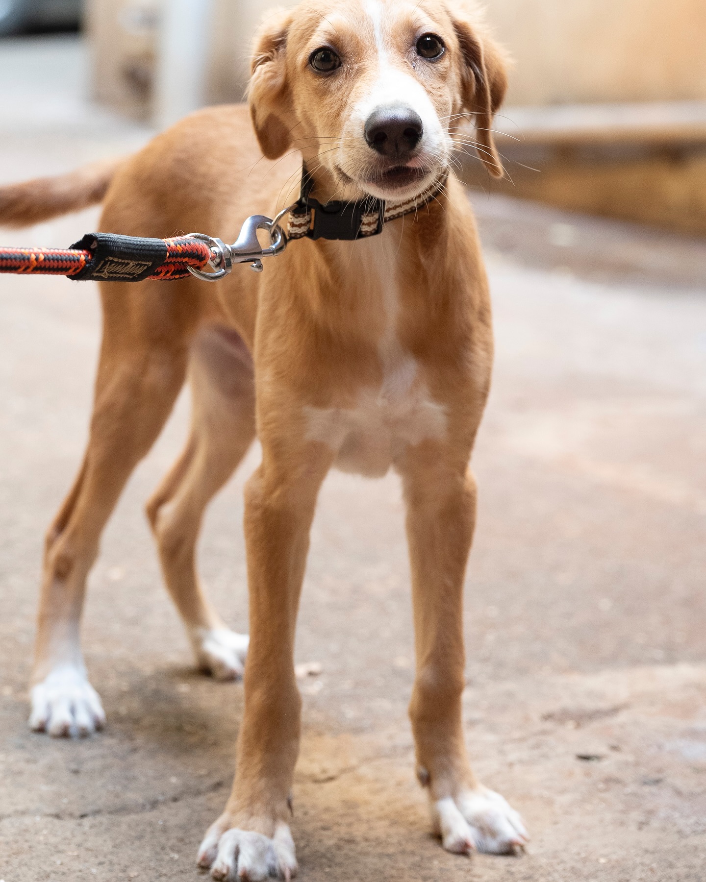Adoption Appeal: Carter Puppy Needs A Forever Home