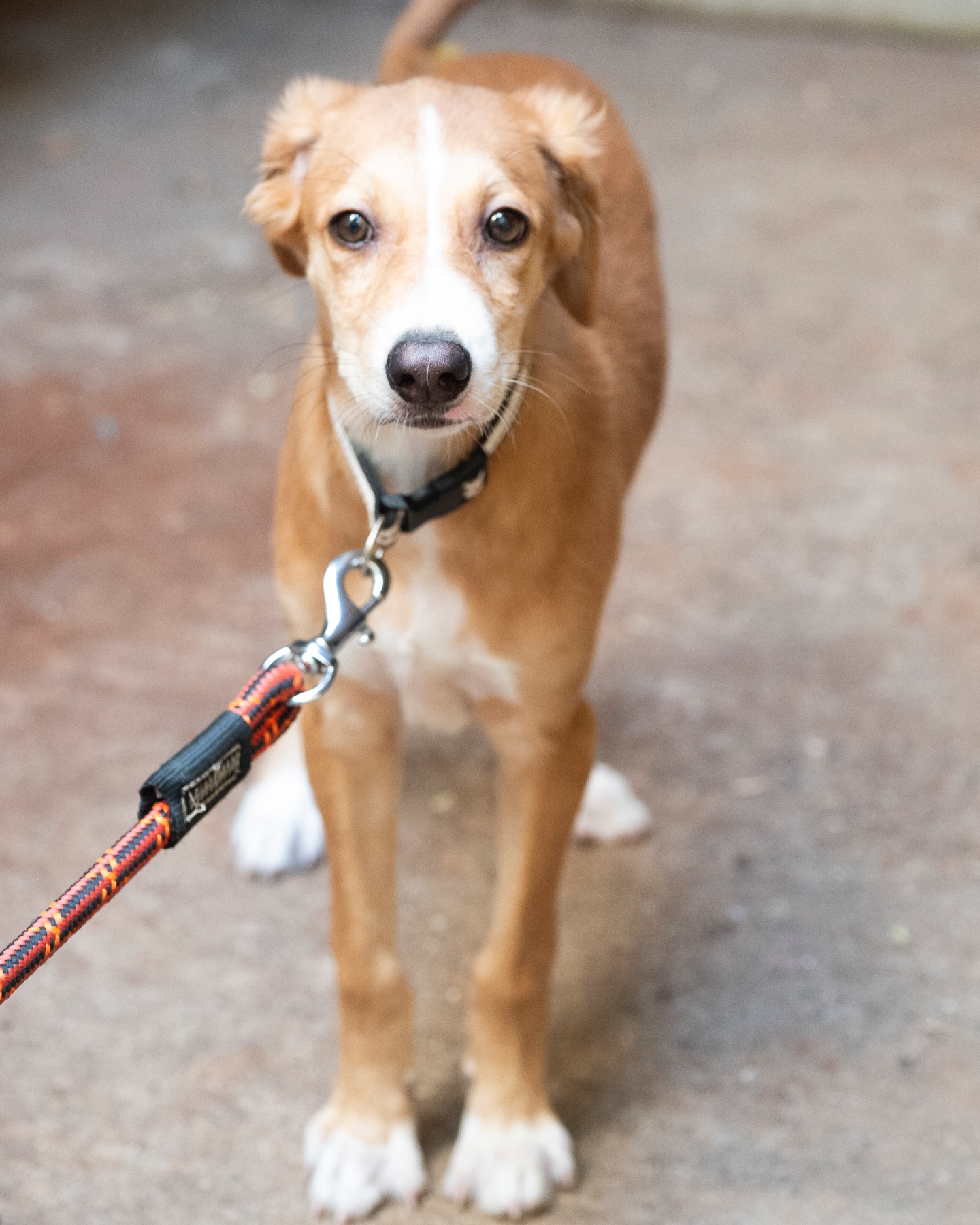 Adoption Appeal: Carter Puppy Needs A Forever Home