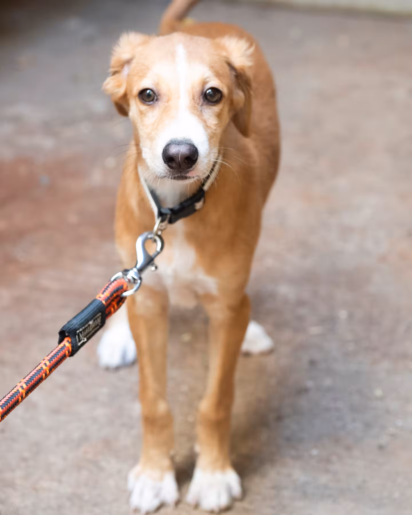 Adoption Appeal: Carter Puppy Needs A Forever Home