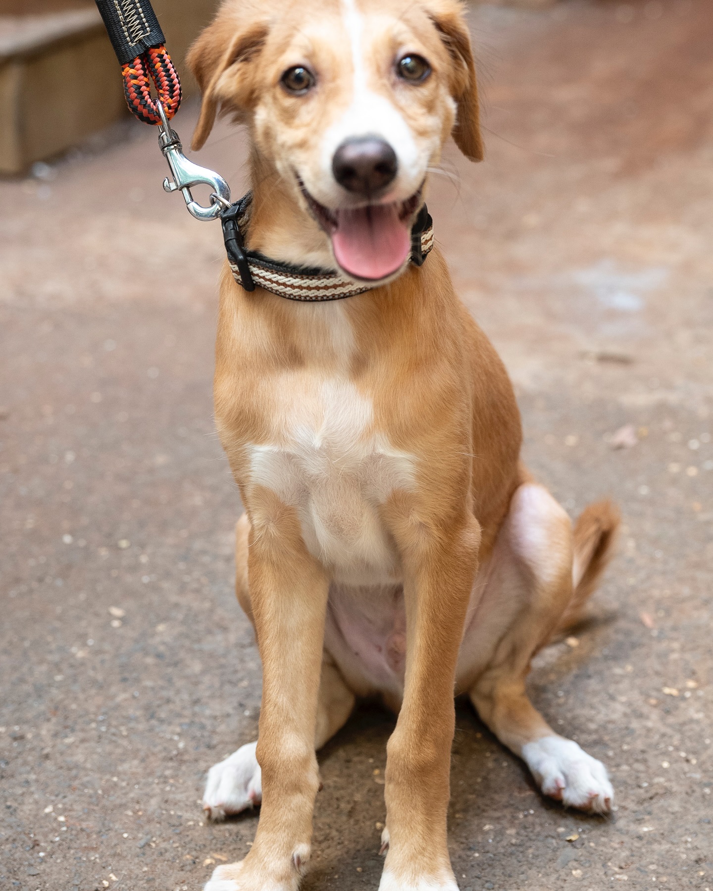 Adoption Appeal: Carter Puppy Needs A Forever Home