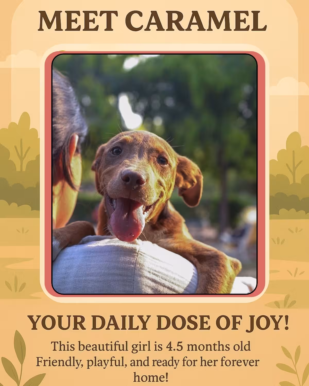 Adorable Rescue Puppies Caramel And Coffee Capture Hearts Rescued in Delhi, these charming sisters now yearn for loving homes across India. - Hurry!