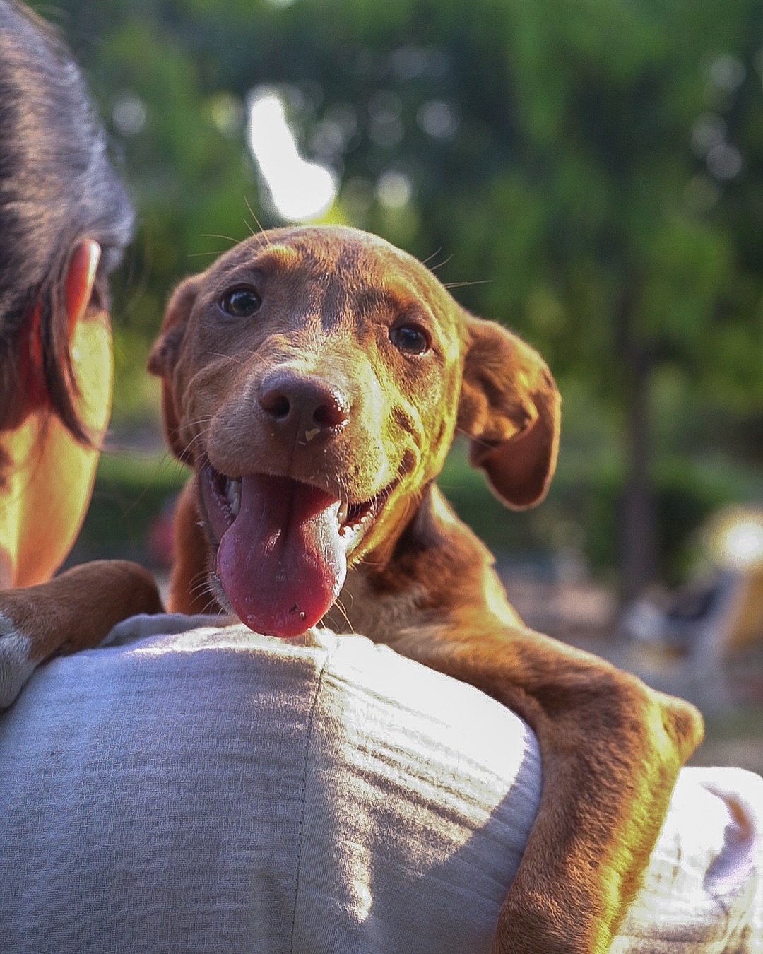 Adorable Rescue Puppies Caramel And Coffee Capture Hearts