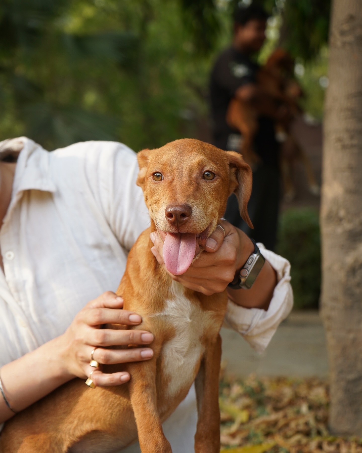 Adorable Rescue Puppies Caramel And Coffee Capture Hearts