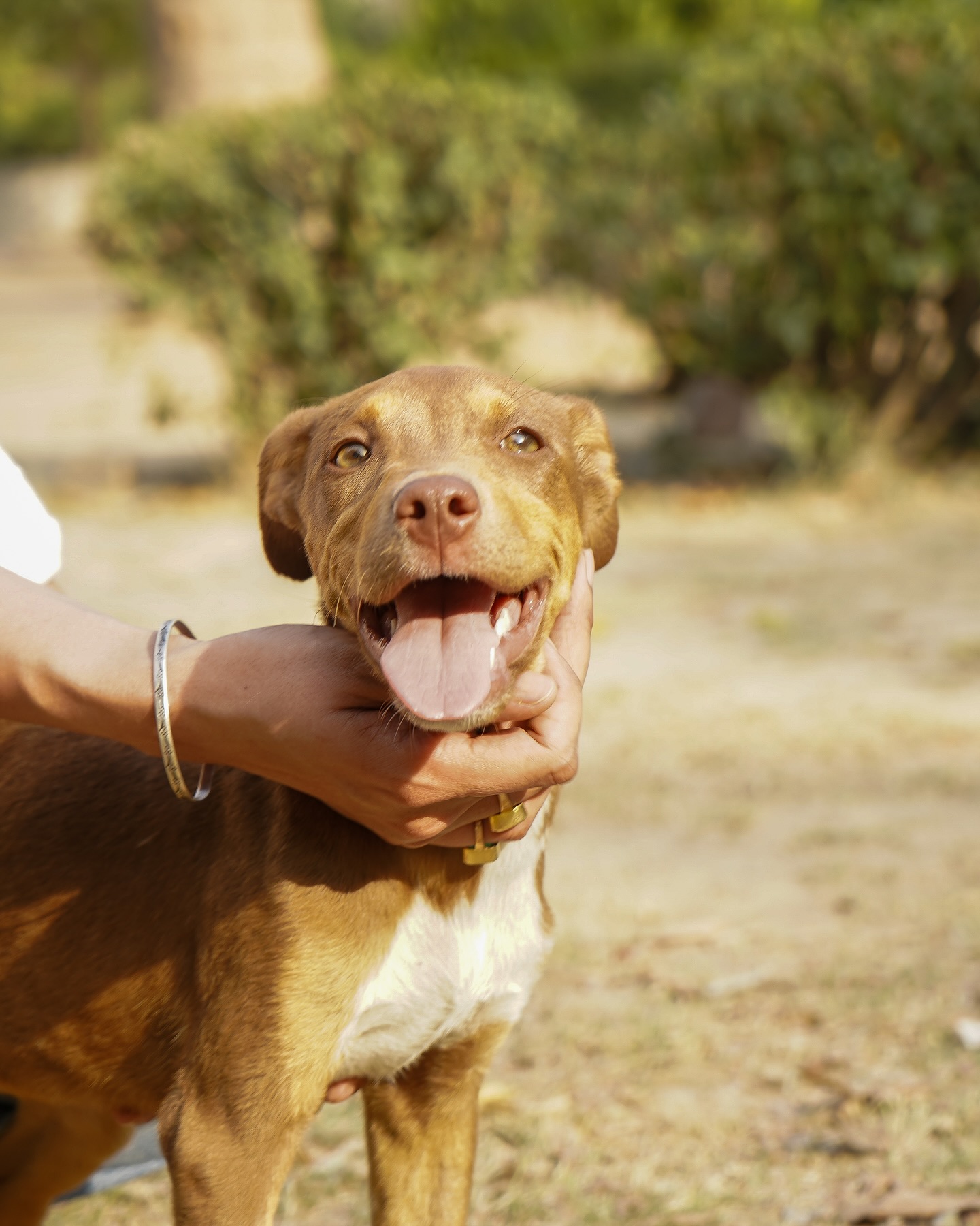 Adorable Rescue Puppies Caramel And Coffee Capture Hearts