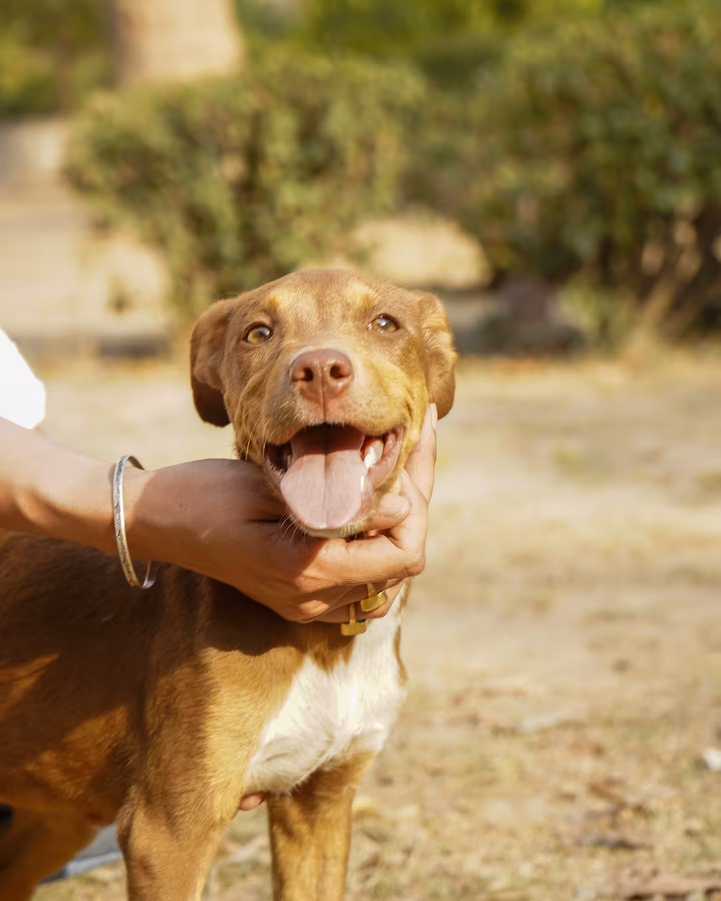 Adorable Rescue Puppies Caramel And Coffee Capture Hearts