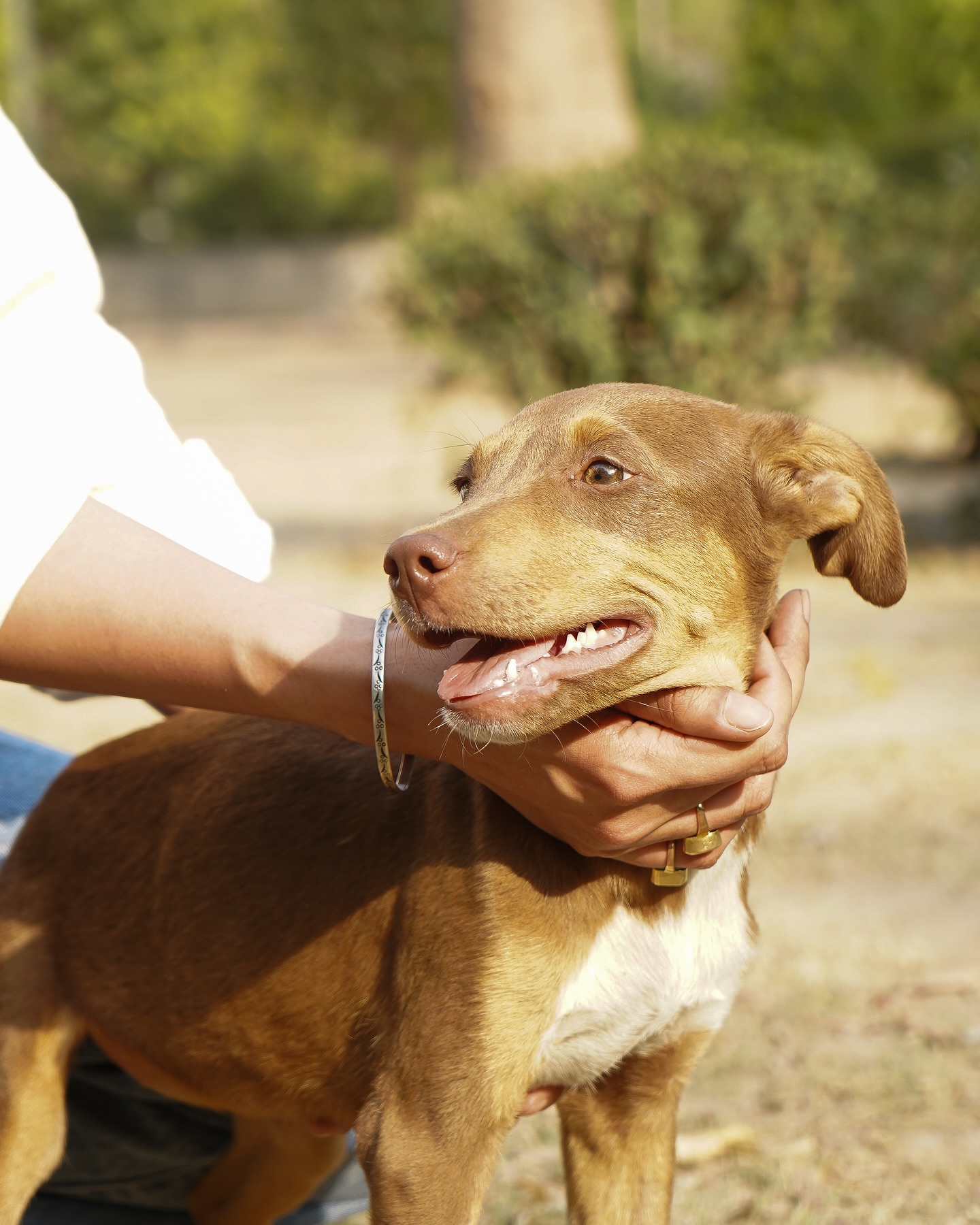 Adorable Rescue Puppies Caramel And Coffee Capture Hearts