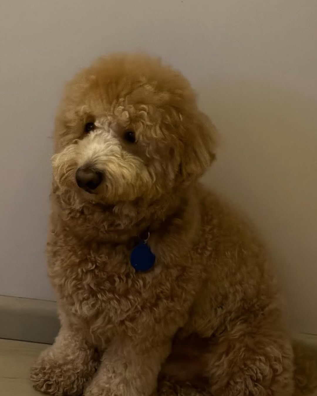 Ananaya Panday’s Adorable Bond With Dog Riot