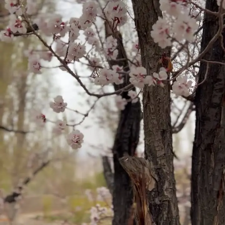 Angira Dhar Embraces Spring With Apricot Blossoms
