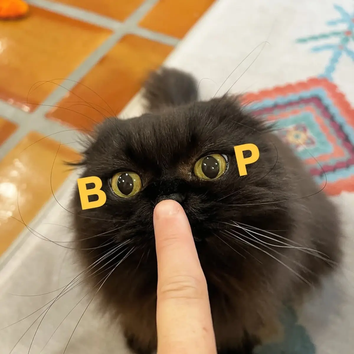 Boop The Snoot: Seamus The Scottish Fold Shines Seamus’ close-up snoot boop on Instagram delights feline enthusiasts with playful charm!!!