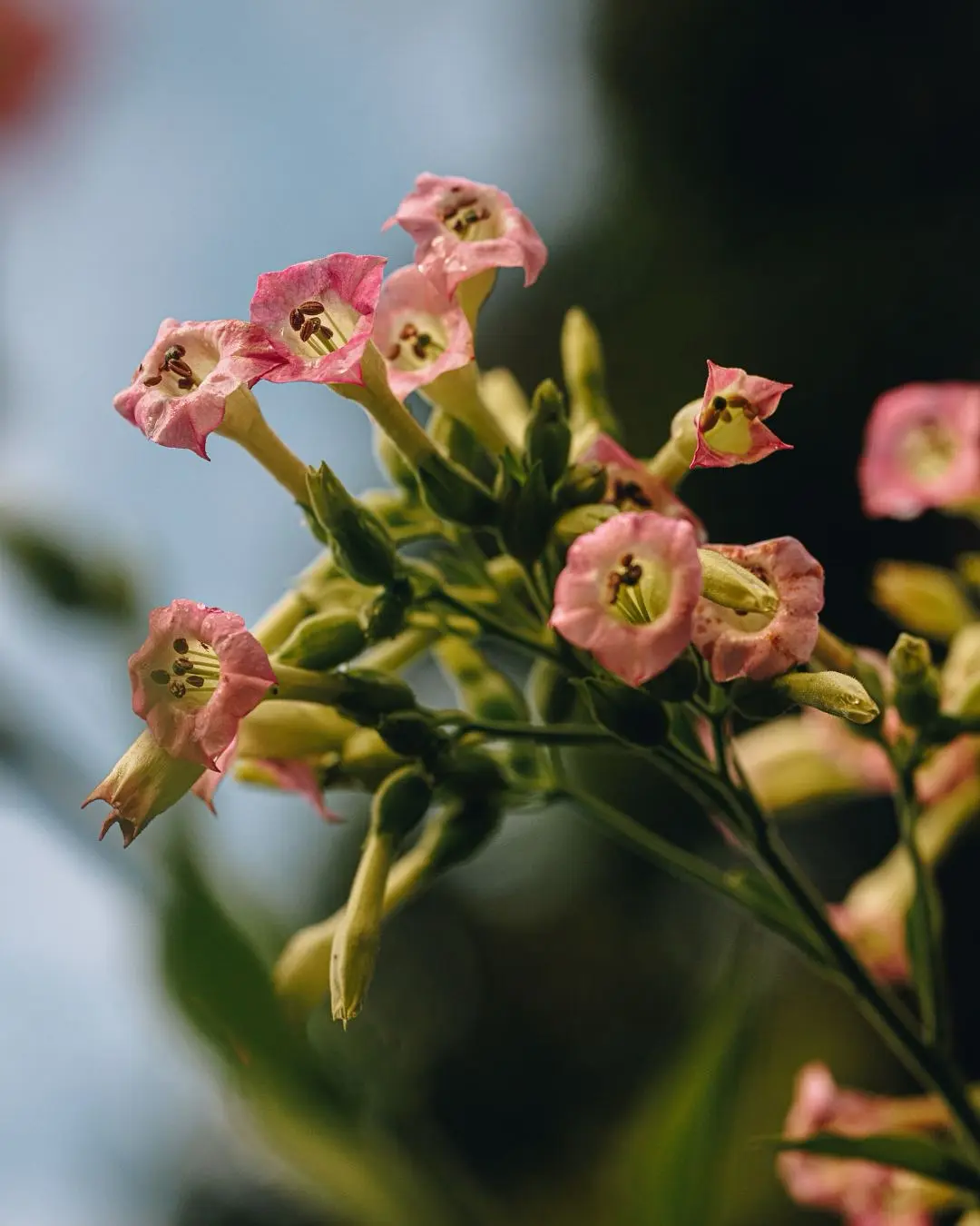 Cura Corazón: Healing Anthem Of Planting Magic