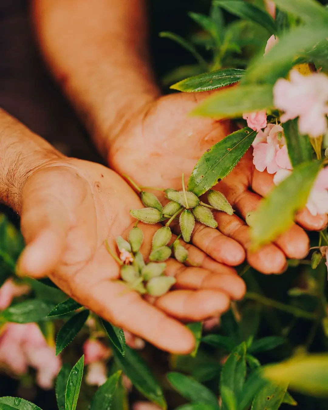 Cura Corazón: Healing Anthem Of Planting Magic