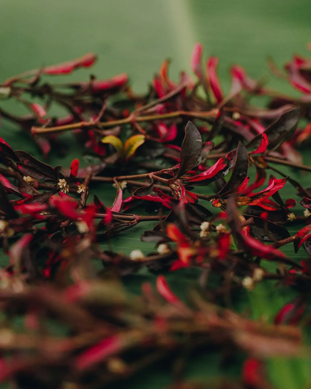 Cura Corazón: Healing Anthem Of Planting Magic