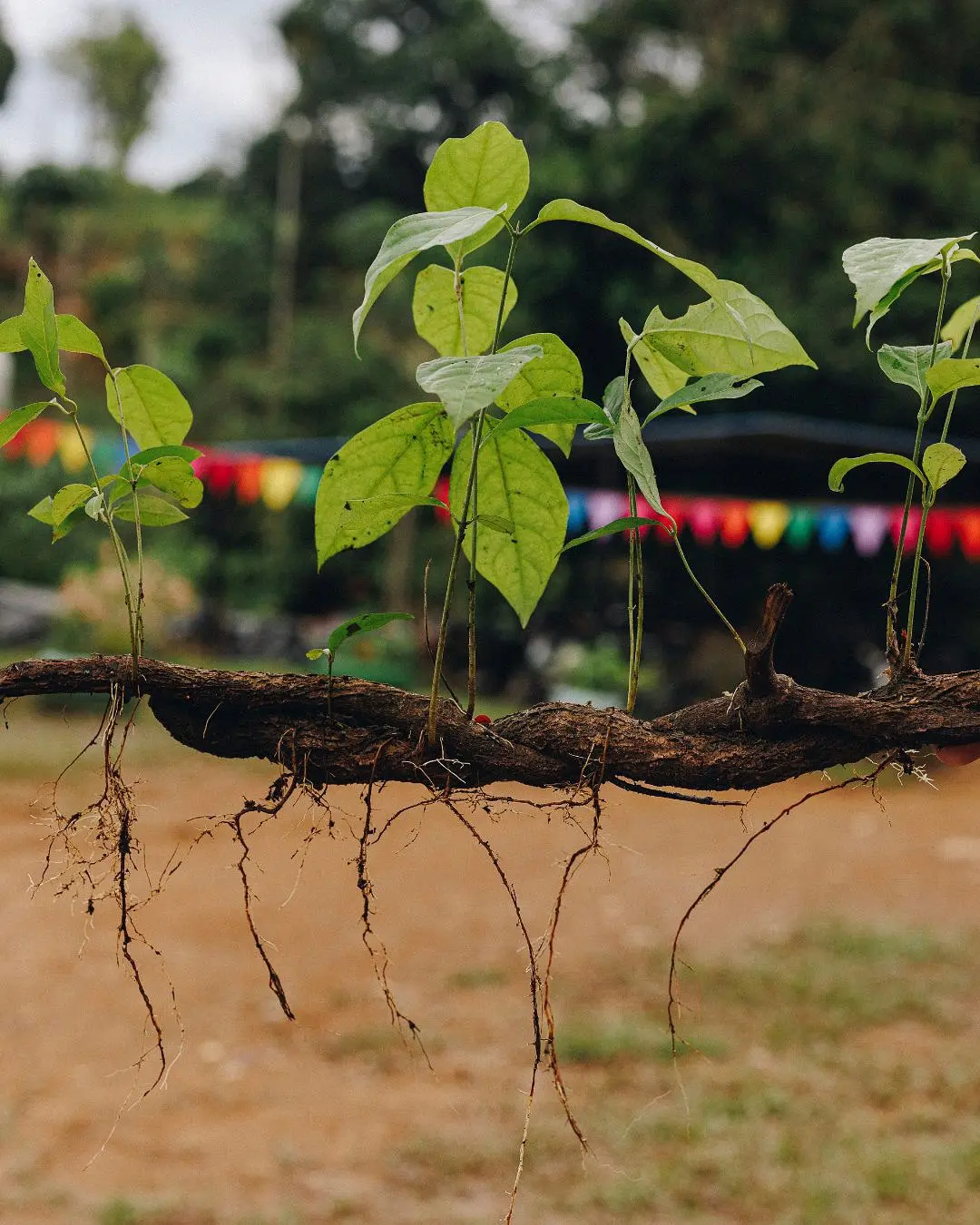 Cura Corazón: Healing Anthem Of Planting Magic