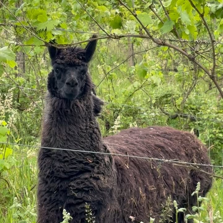 Deepti Bhatnagar’s Alpaca Adventure In Tuscany