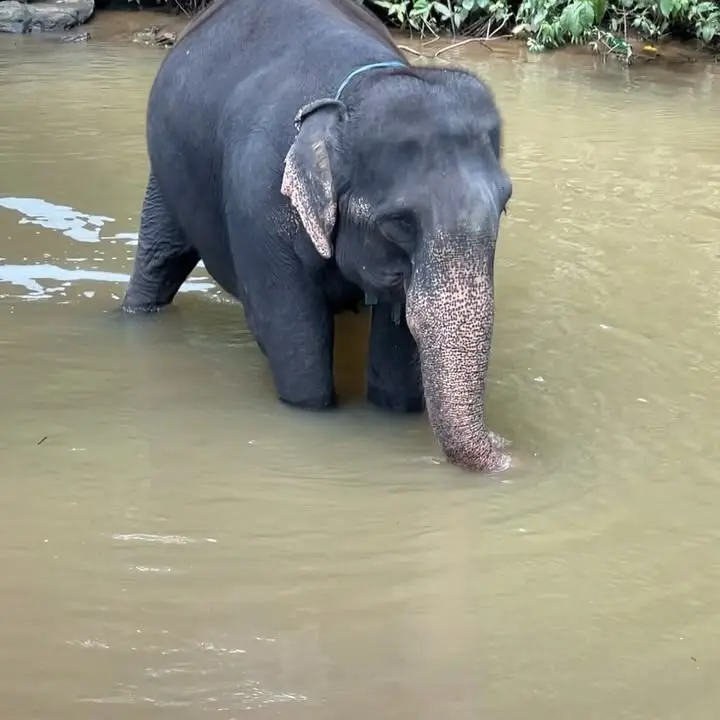 Ele-Fancy Encounter In Sri Lanka
