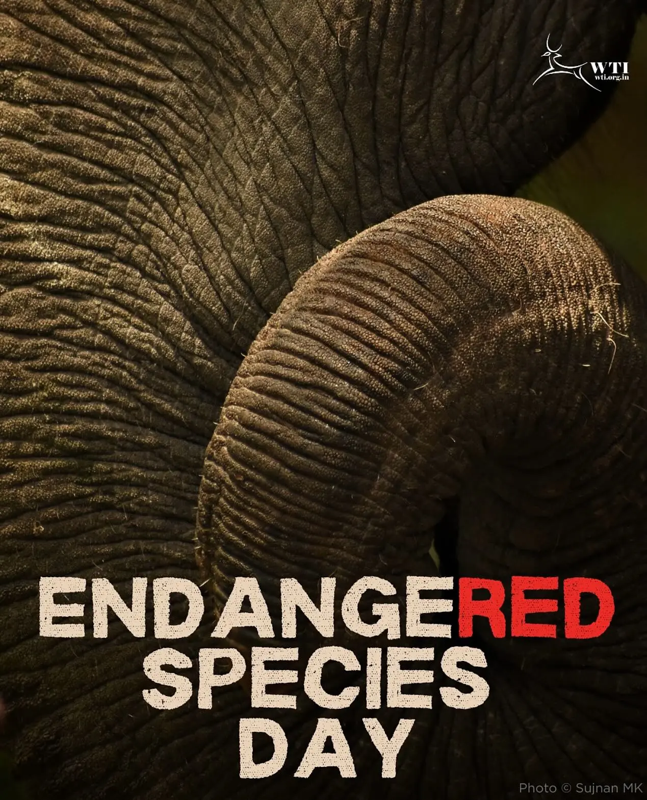 Endangered Species Day Inspires Global Conservation Action A day to reflect on our duty as guardians of nature embracing sustainable choices for life