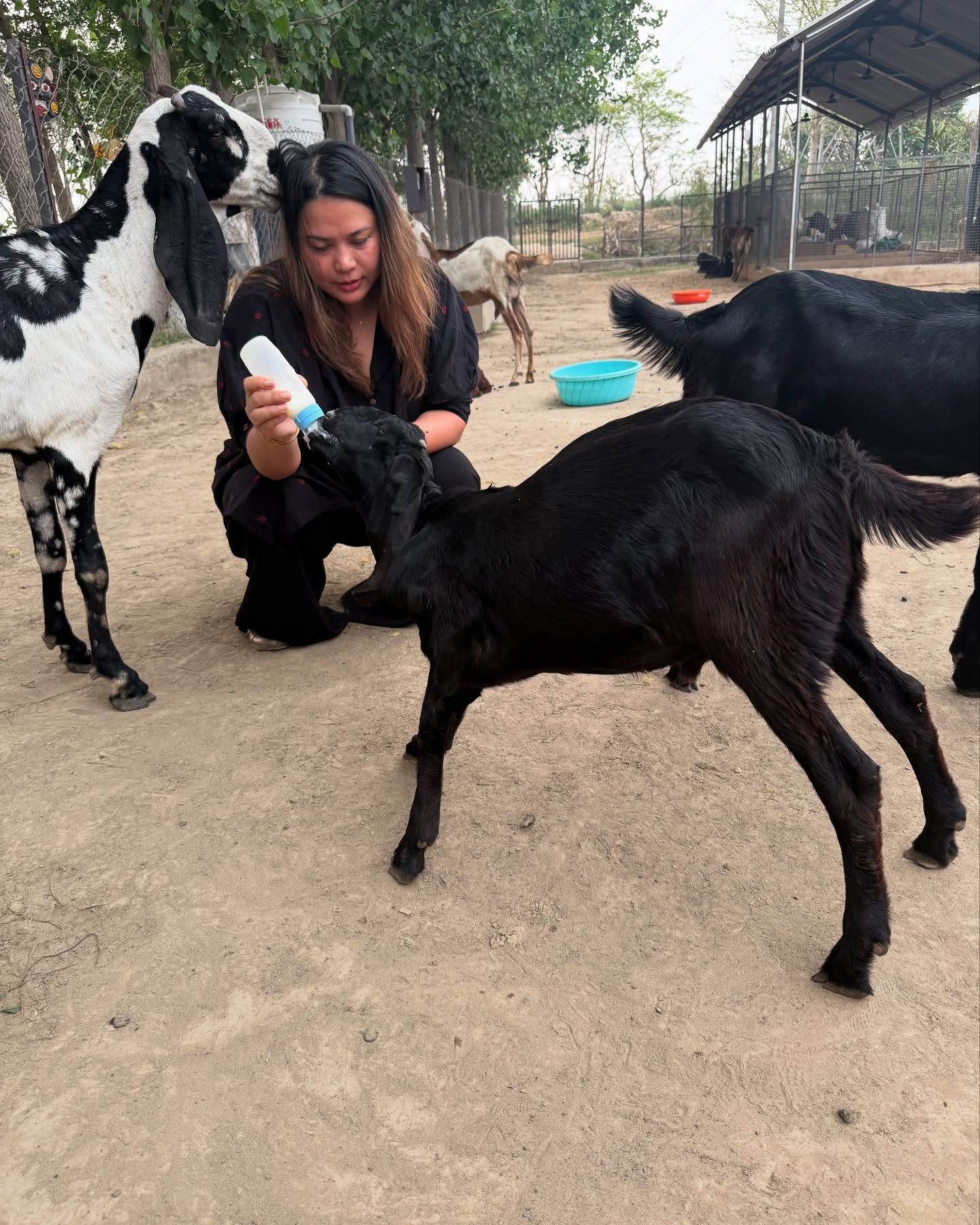 Fake Goat Stella Joins Real Farm Goats