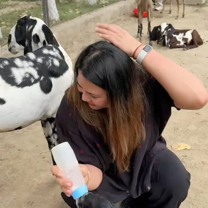 Fake Goat Stella Joins Real Farm Goats