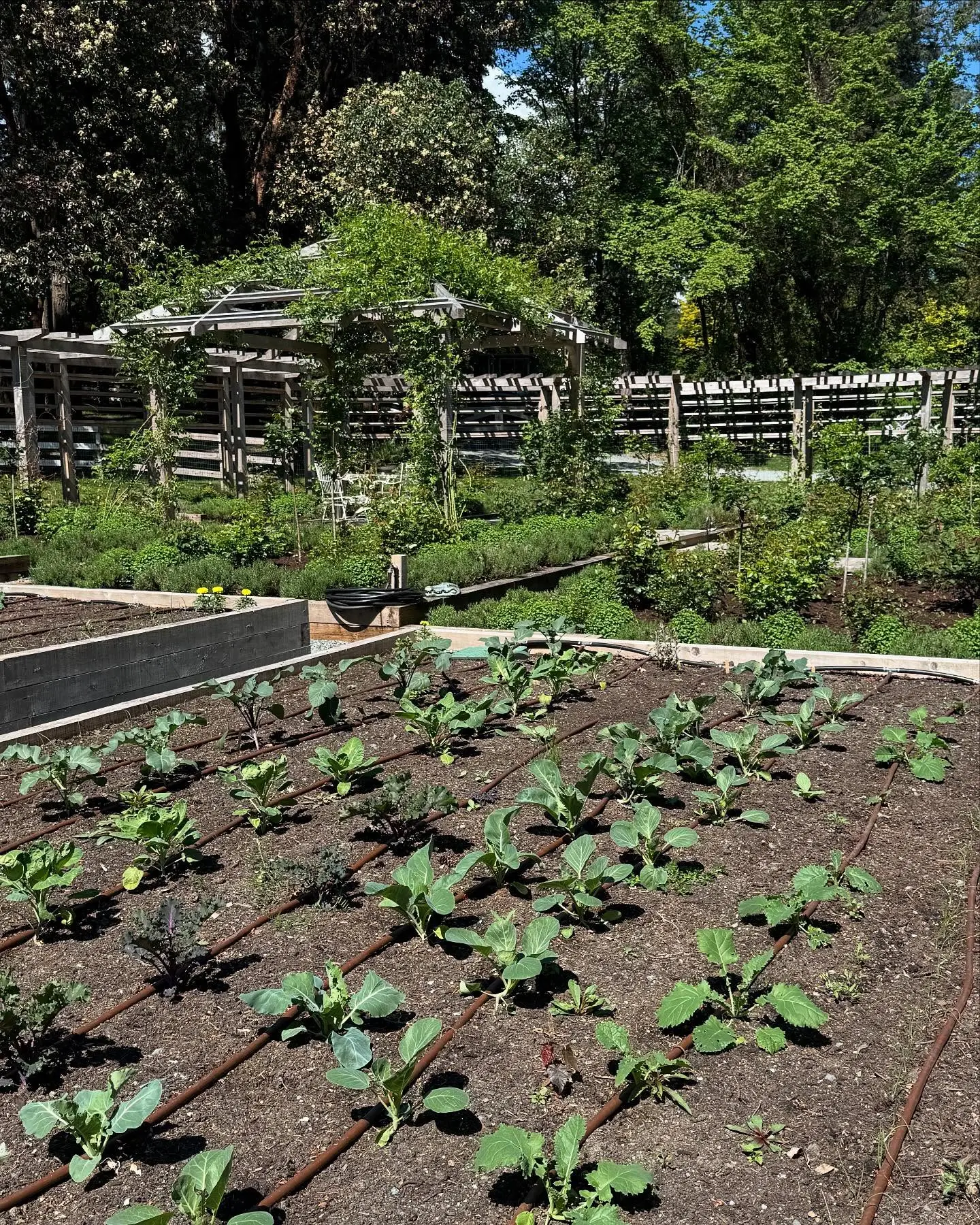 Garden Of New Beginnings