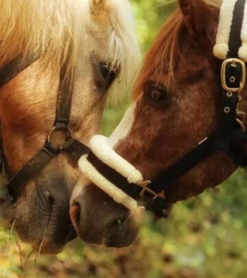 Goa Animal Rescue Shelter Expands Care for Horses and Pets