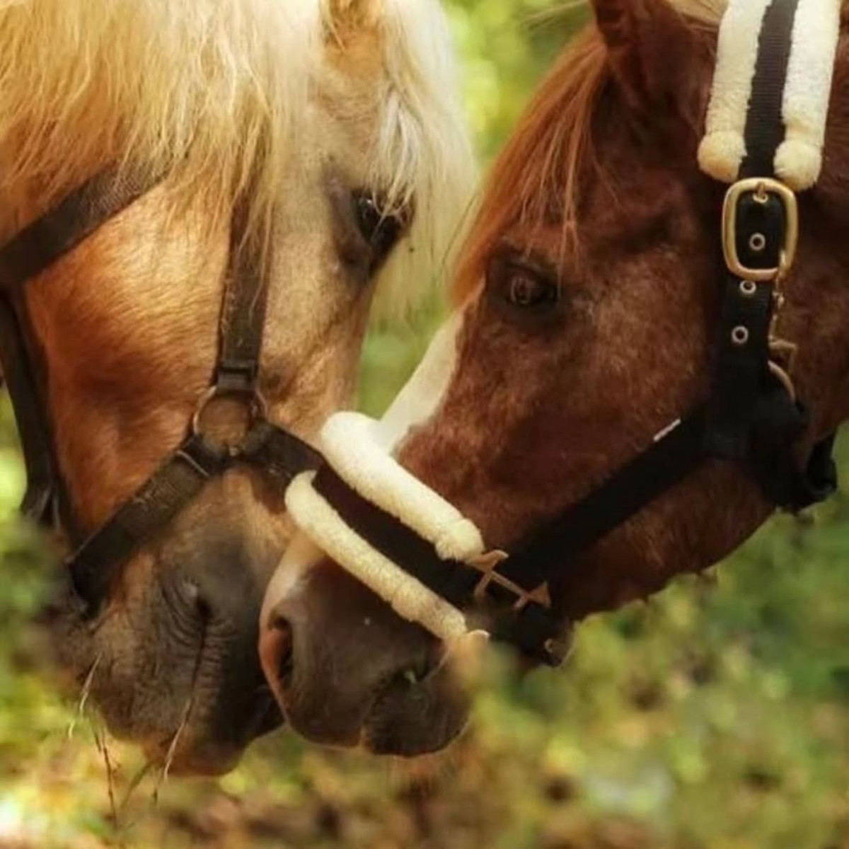 Goa Animal Rescue Shelter Expands Care for Horses and Pets A community-led initiative in Goa offers refuge for horses, dogs, cats, sheep and more.!!!