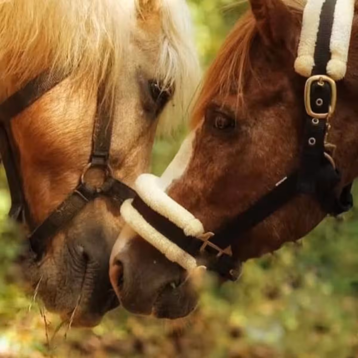 Goa Animal Rescue Shelter Expands Care for Horses and Pets A community-led initiative in Goa offers refuge for horses, dogs, cats, sheep and more.!!!