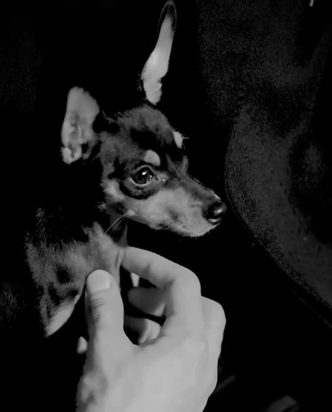 GQ Cover Bliss: Ibrahim Ali Khan’s Furry On-Set Magic