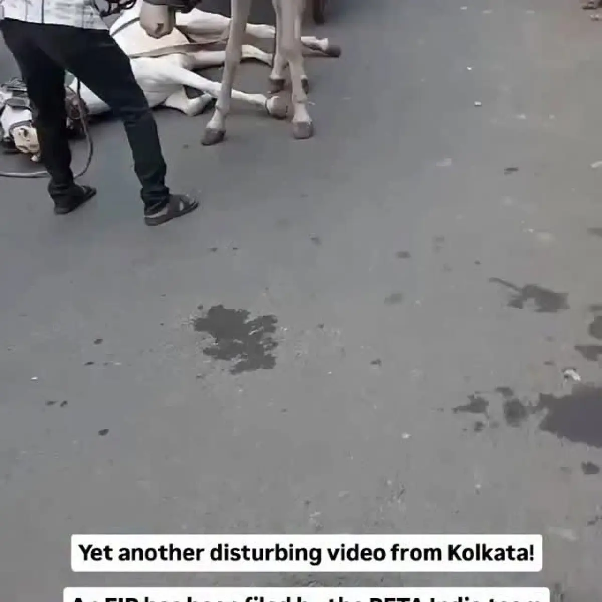Swastika Mukherjee Joins Voices Calling For Compassionate Change In Animal Welfare Swastika Mukherjee champions compassion over cruelty.