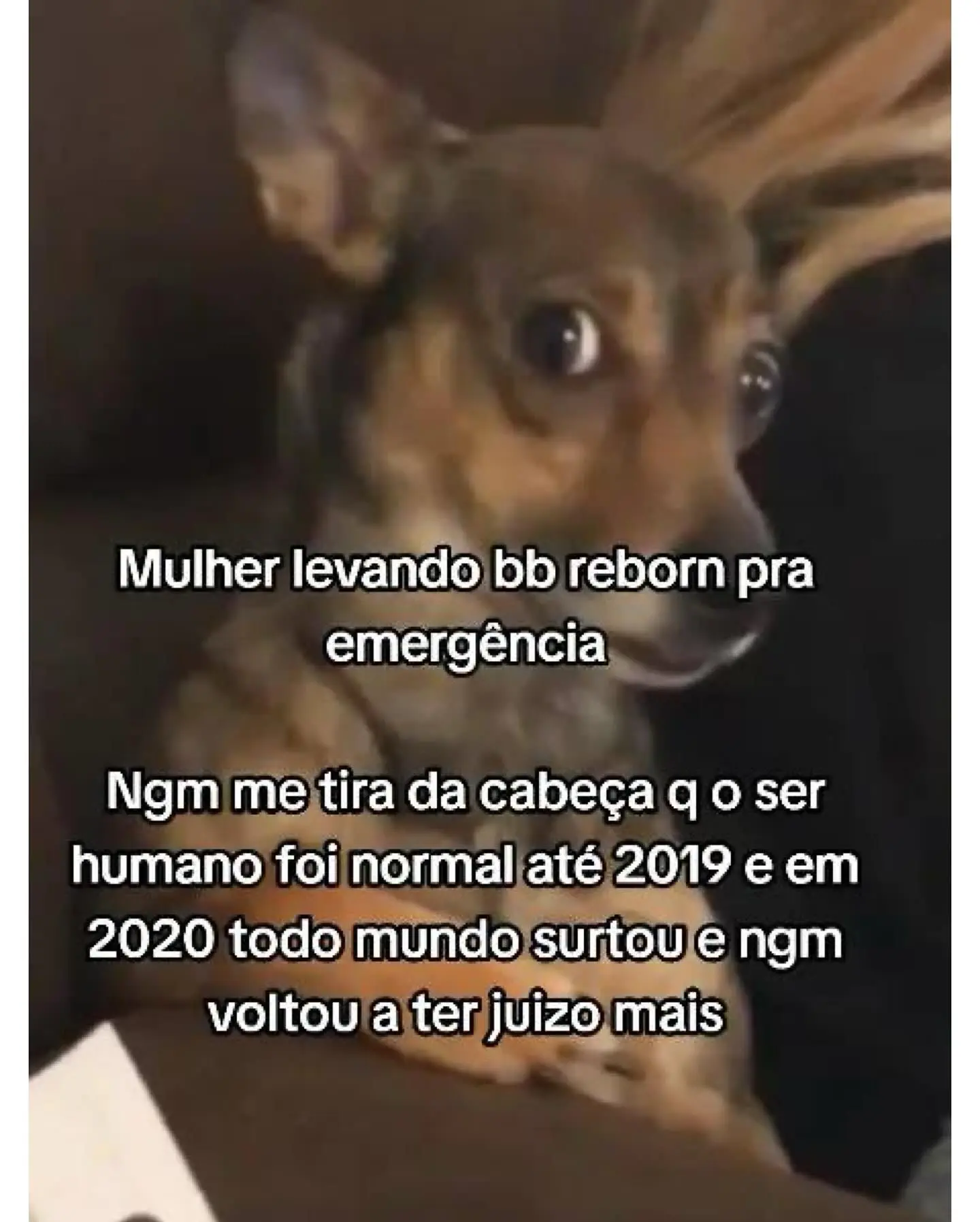 Meme Compilation Delivers Daily Dose Of Laughter Perrengue Chique shares a lively set of today's memes capturing the vibe of online humor!!