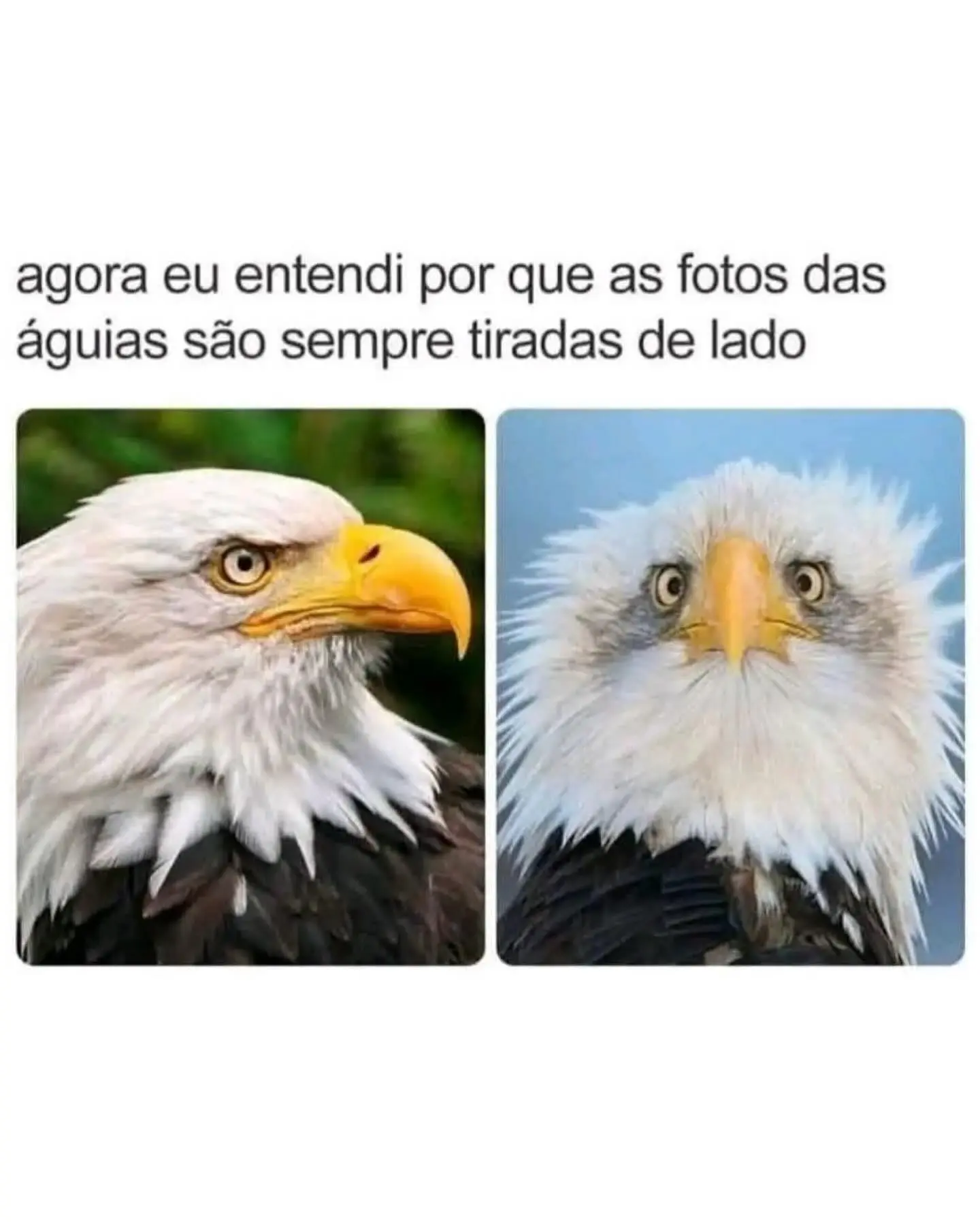 Meme Mania: Perrengue Chique's Random Compilation