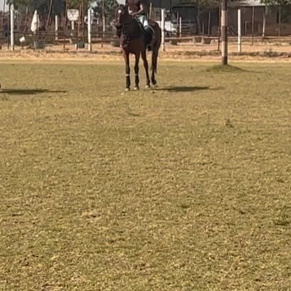 Netflix Polo Stunt: Vihaan Samat’s Horse Riding Journey