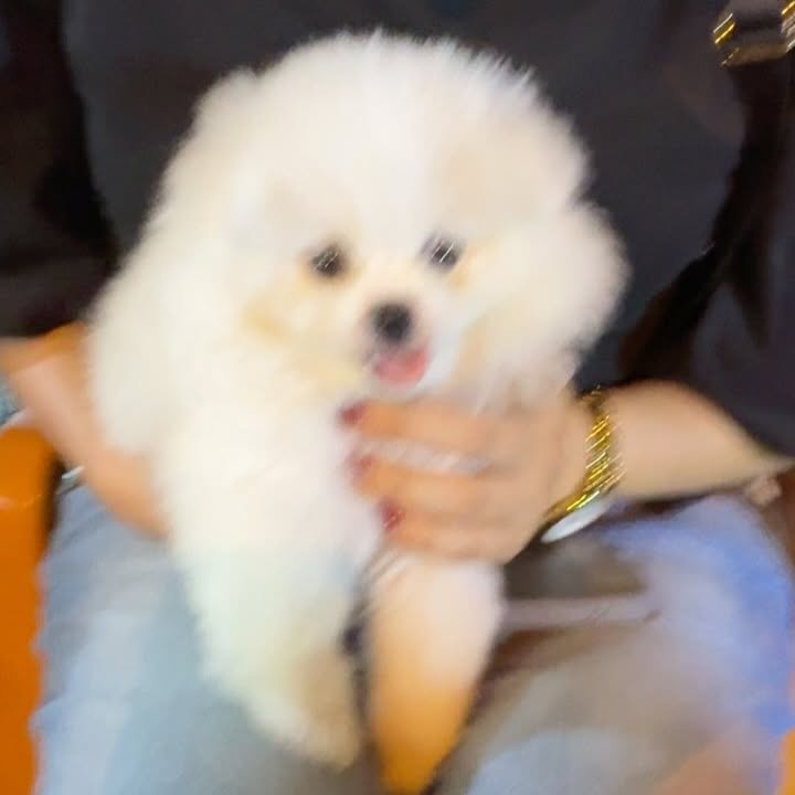 Puppy Love In Ho Chi Minh City