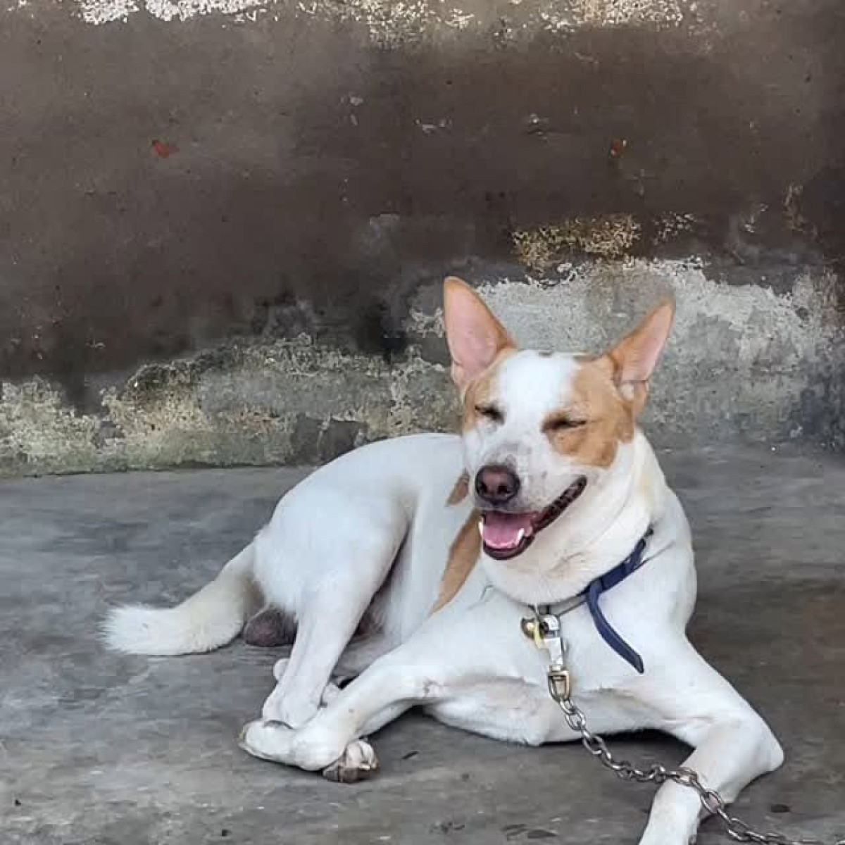 Responsible Dog Adoption Urged By Celebrity Swastika Mukherjee challenges pet abandonment with a call for dog care and adoption today.