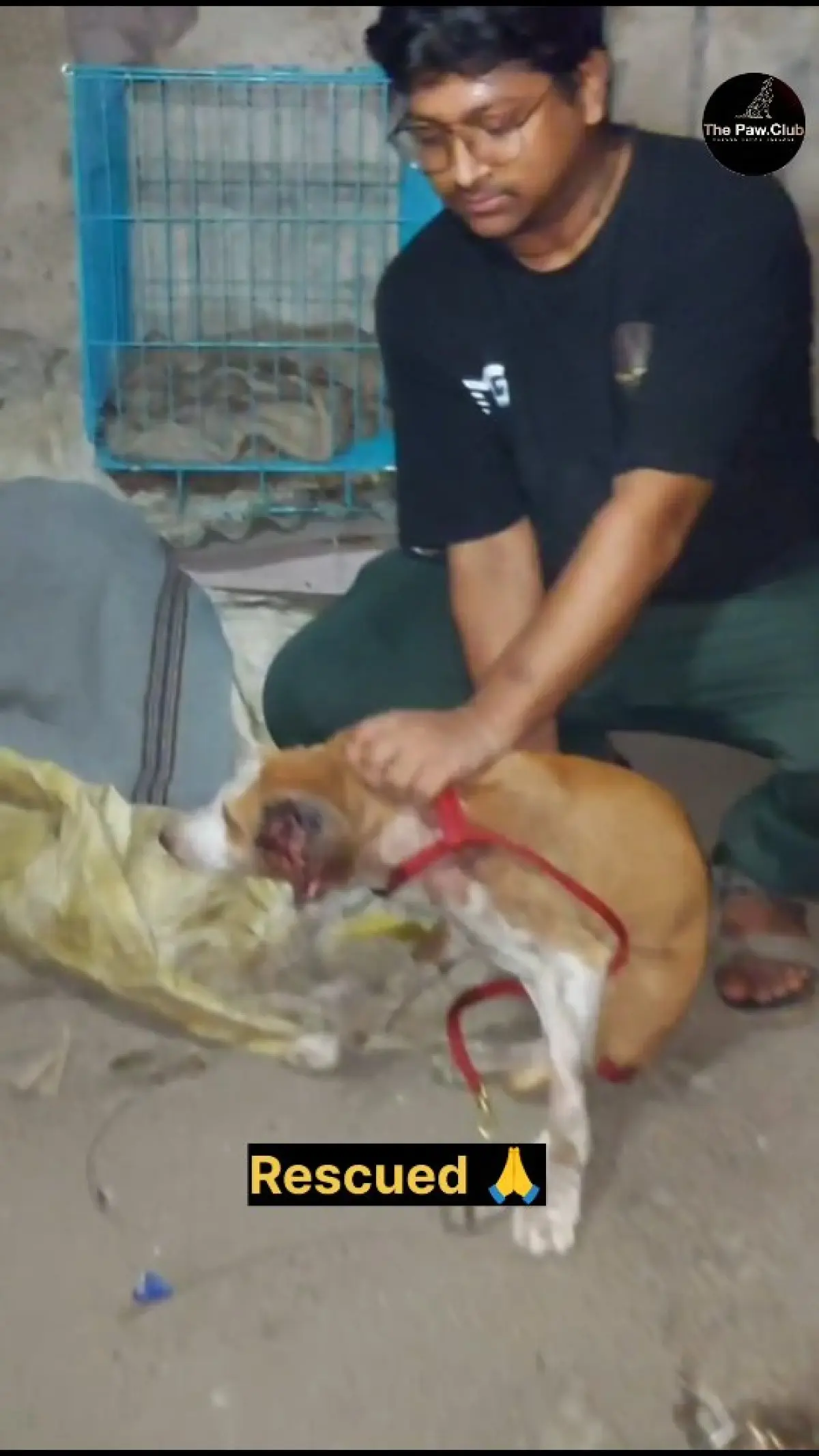 Rescue appeal as injured stray dog recovers, sparking deep prayers and urgent care, please.