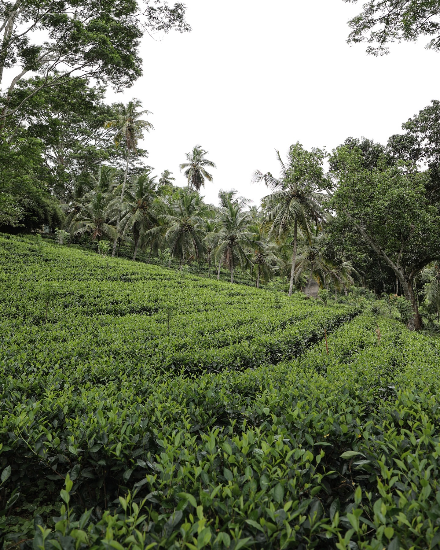 Tea Time Travels: Amyra Dastur In Sri Lanka