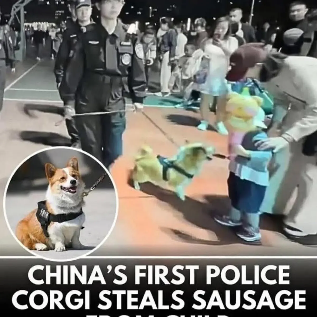 Ted’s Corgi Craving: A Snack Time Adventure Celebrity Ted charms social media with a witty pet moment that brings smiles and laughter!