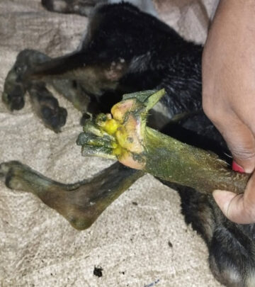 Urgent Fund Appeal For Dog Amputation