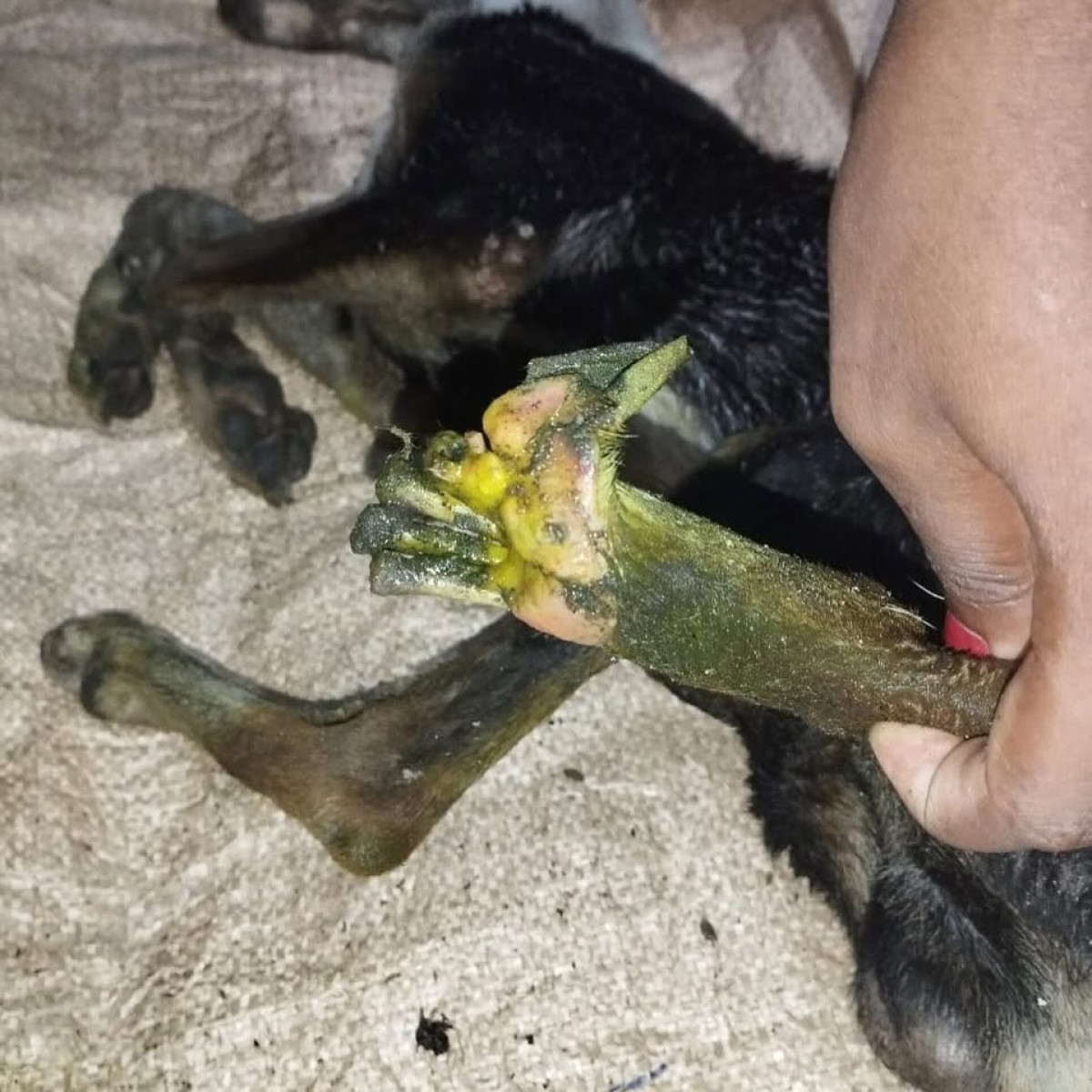 Urgent Fund Appeal For Dog Amputation Critical Call: Support Urgent Surgery, Post-Op Care, and Shelter for a Deserving Dog ASAP