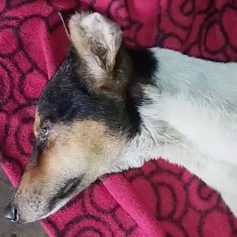 Urgent Fund Appeal For Dog Amputation