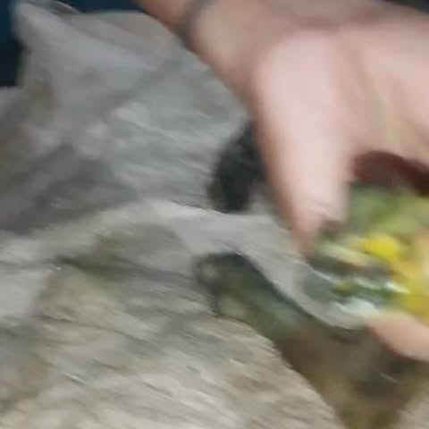 Urgent Fund Appeal For Dog Amputation