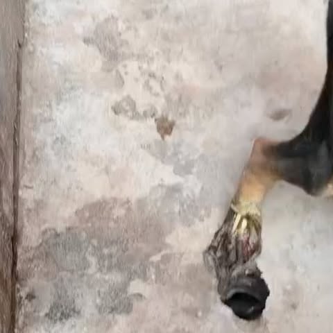 Urgent Fund Appeal For Dog Amputation