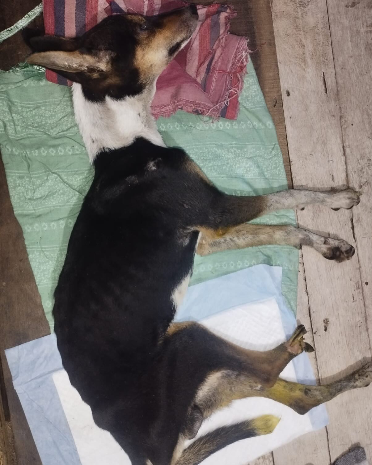 Urgent Fund Appeal For Dog Amputation