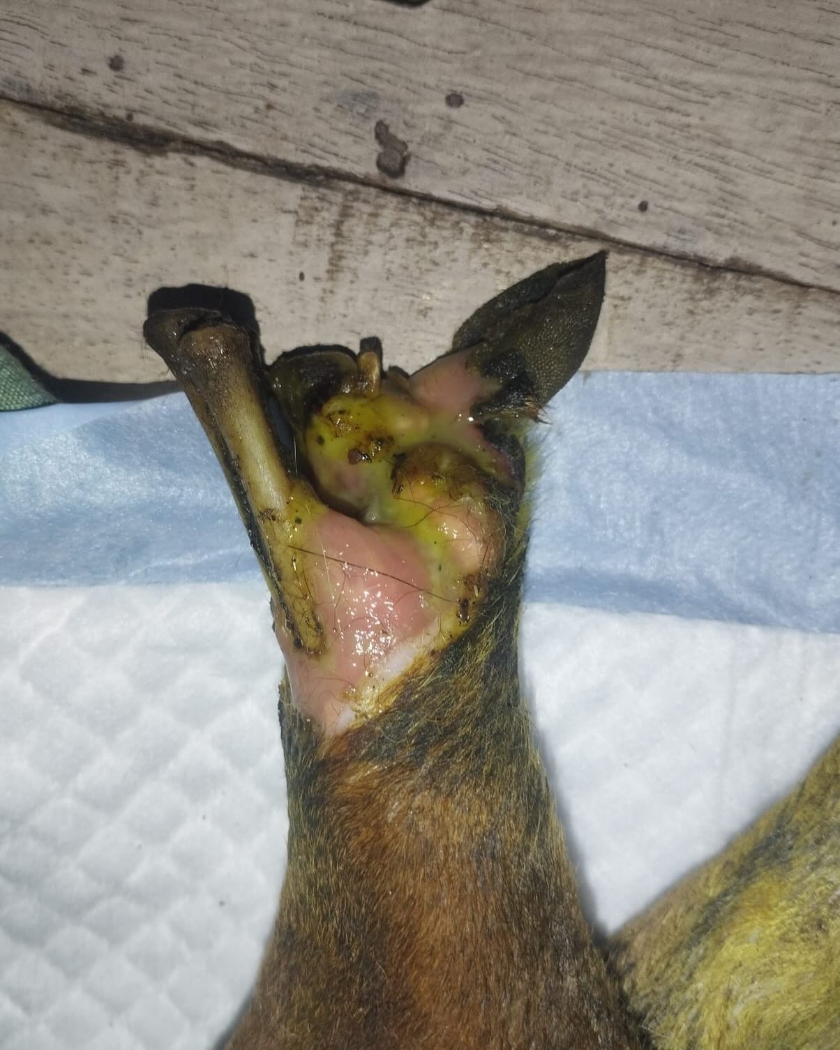 Urgent Fund Appeal For Dog Amputation