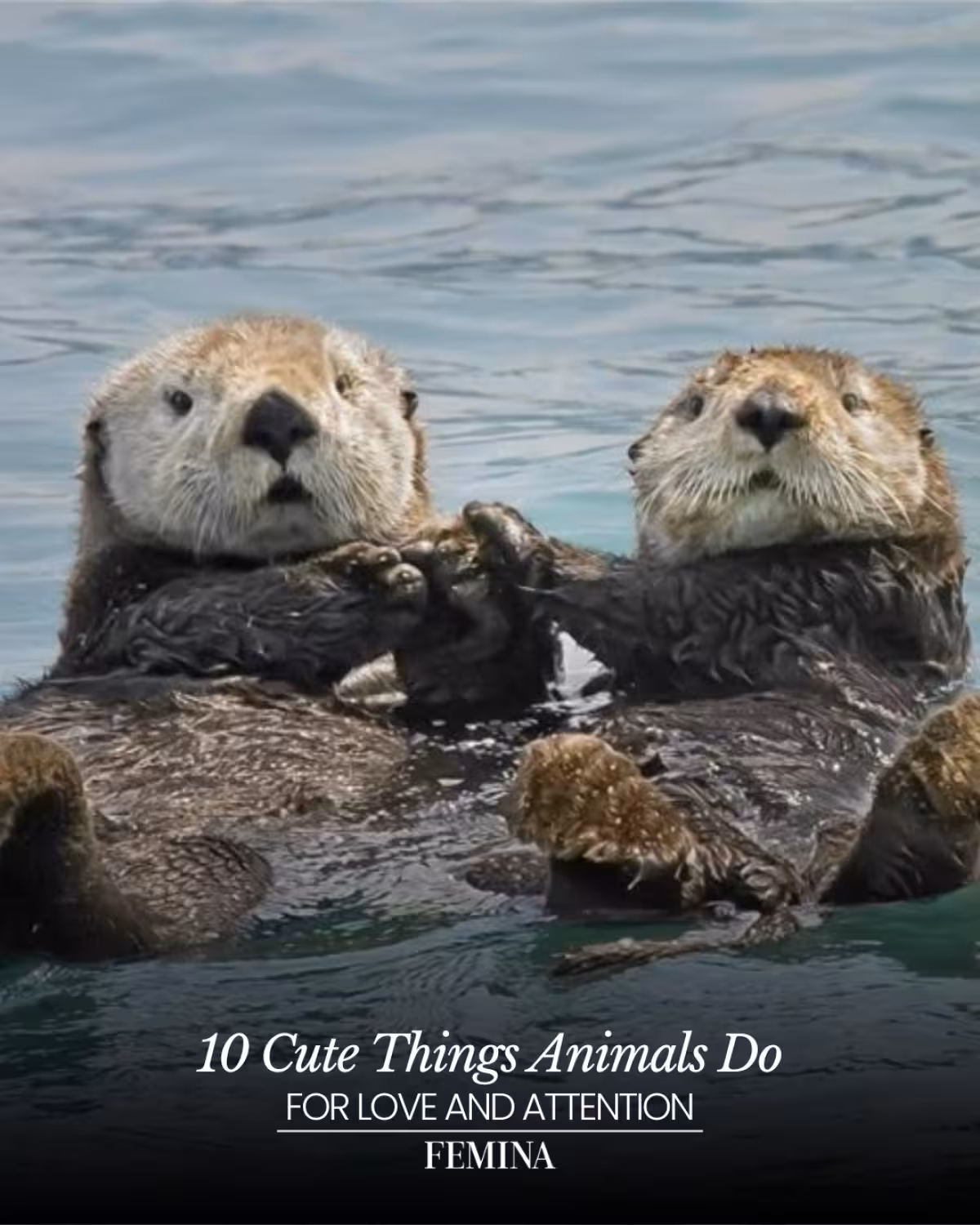 Animal Love’s Enduring Expressions Witness nature’s unique bonds as creatures charm us with tender gestures and timeless care.